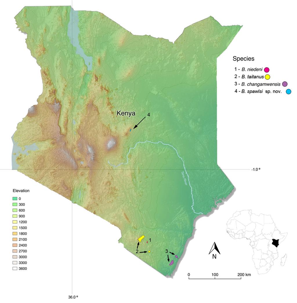 FIGURE 4. Map showing distribution of Boulengerula species in Kenya. Boulengerula denhardti is known only from the imprecise locality of the Tana River. Arrow highlights the distribution of B.
