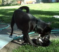 Puppy learns species specific behavior that makes him a dog (biting, chasing, barking, fighting and body posturing.
