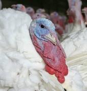 From yesterday s wild bird to today s platter So when you sit down to enjoy some turkey this year, whether at Thanksgiving, Christmas, or any other time, think about how that turkey descended from a