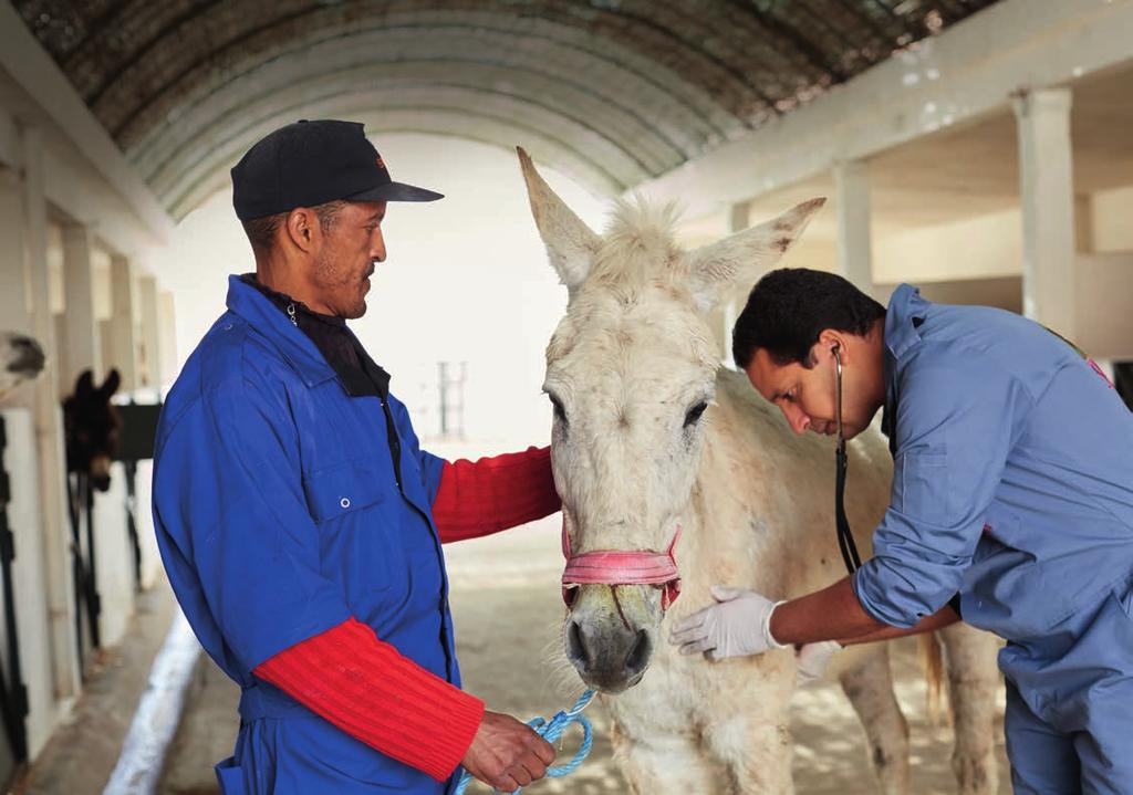EASING SUFFERING AND IMPROVING WELFARE THROUGH FREE VET CARE Photo Dylan Thomas, Morocco TREAT Our work takes us across the globe to get free vet care to those working animals most in need, where