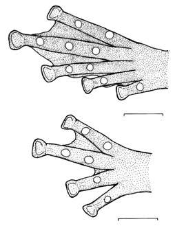 Arm moderately long and thin; fingers long and thin, webbing on finger I, none; on finger II, none (inner) and to basal subarticular tubercle (outer); on finger III, to basal subarticular tubercle