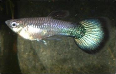 Body coloration is pale, though some pattern remains subject to limitations of European Blau; removal of red and yellow color pigment. Finnage is flatter colored with limitations of European Blau.