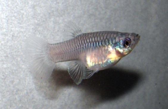 The Purple (Violet) sheen found above the lateral line of both males and females is removed.