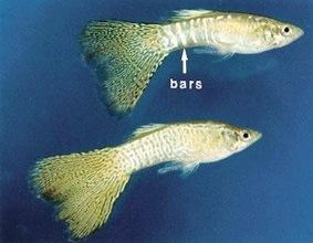 Bar (bar). Recessive. Officially the pattern is described as being comprised of 3-5, or more, dark vertical bands.