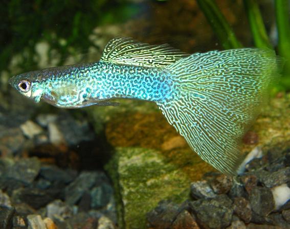 As homozygous Hellblau fish mature reflective qualities of iridophores overshadow early formed melanophores, producing an appearance of brightness.