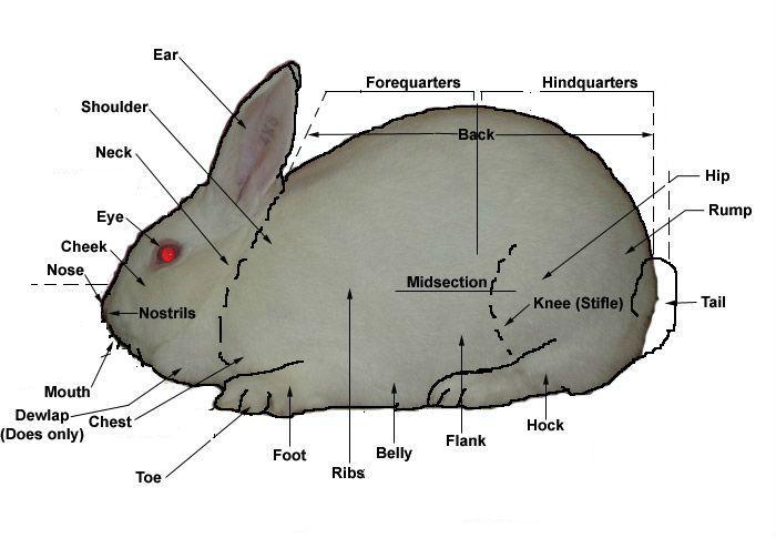 Body Types French angoras are a dual purpose rabbit. They are used for both meat and fiber. Here we ll focus on the fiber part, but it s important to know about the correct body type for your rabbit.