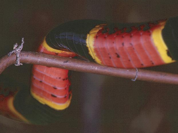 306 Cardwell Figure 3. The tricolored rings extend all the way around the coral snakes, including across the belly, as in this Texas Coral Snake (Micrurus tener). Compare to Figures 5 and 6.