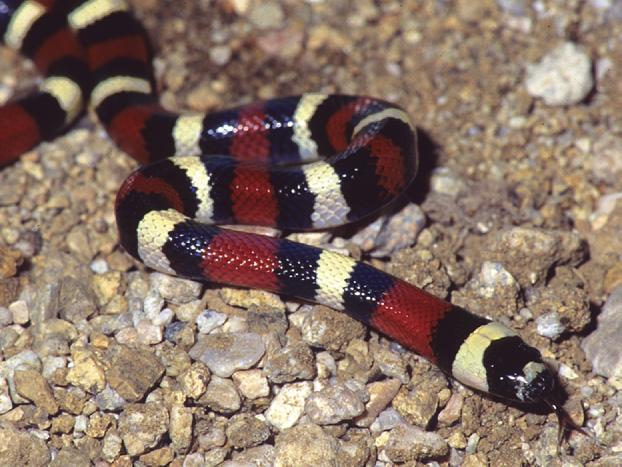 for either coral snakes or pit vipers.