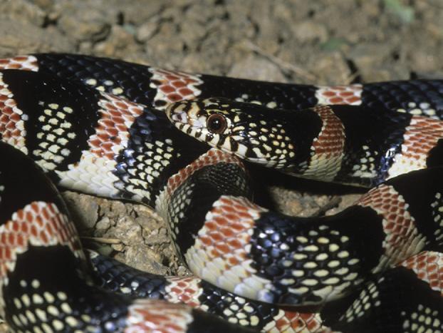 Although this harmless Shovel-nosed Snake (Chionactis palarostris) resembles a coral snake dorsally, the red bands do not extend across the belly. Compare to Figure 3.