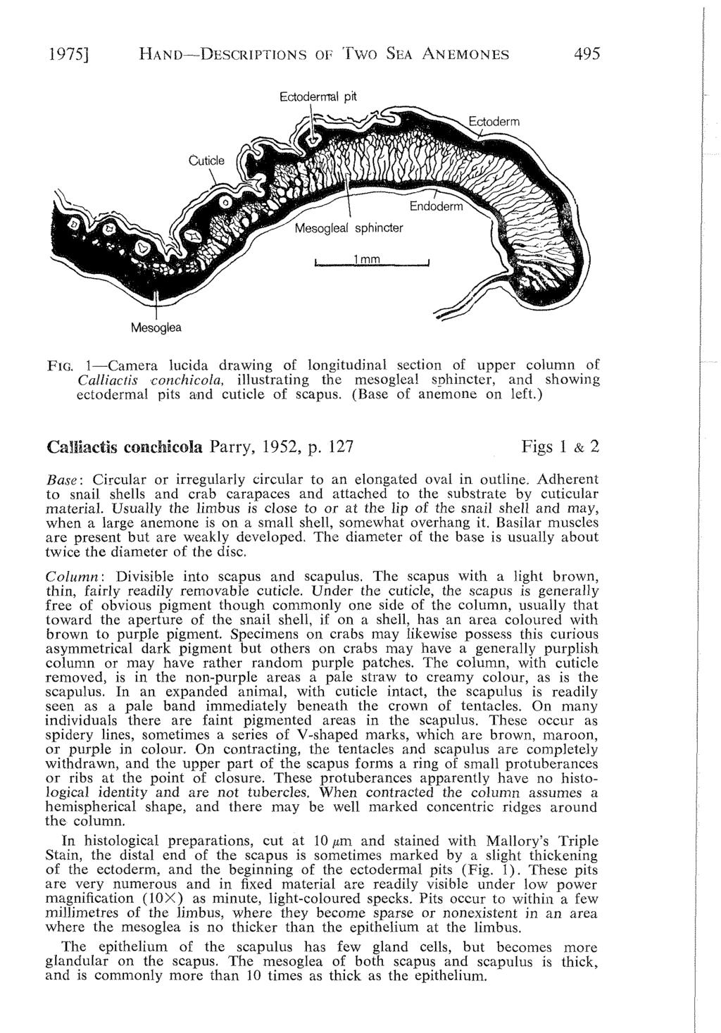 1975] HAND DESCRIPTIONS OF TWO SEA ANEMONES 495 Ectodermal pit Mesoglea FIG.