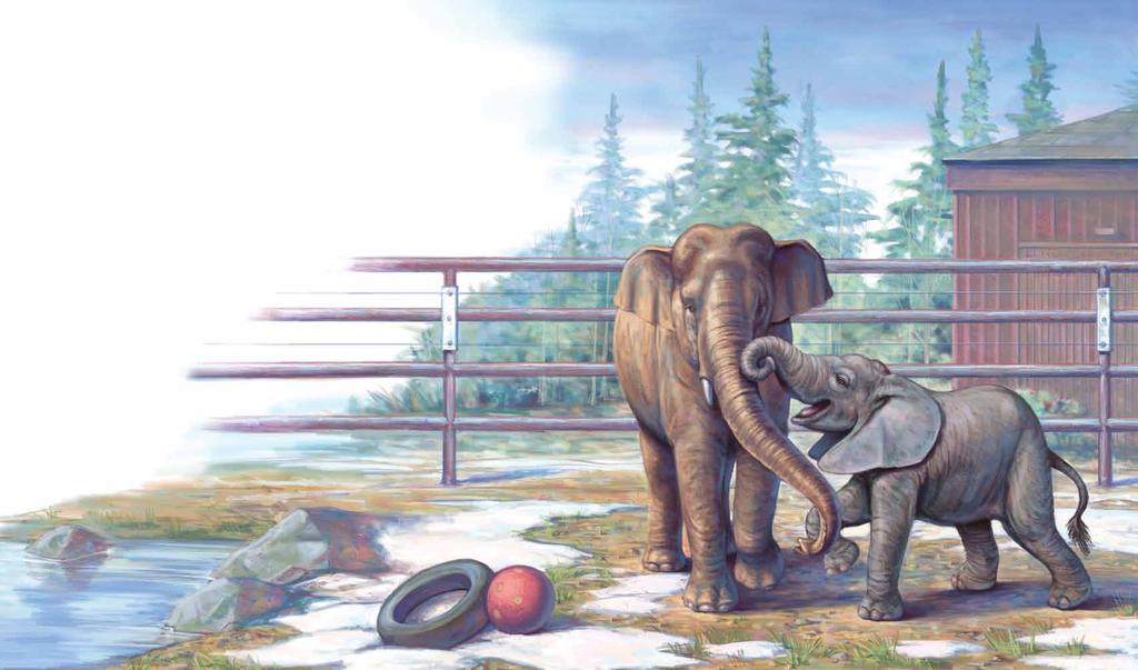 Once, elephants lived in Alaska two of them. Annabelle, an Asian elephant, came first. She lived at the Alaska Zoo.