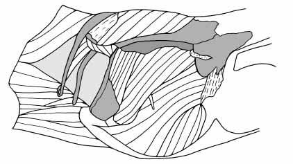 Cranial kinesis in gekkonid lizards 3691 A MAME1 MAME3 Lateral lamina of the coronoid aponeurosis CBI B CH MAME3 MPt MAME4 MSCa MAME2 C MPPt MAMP Epipterygoid Nervus trigeminus Fig. 2.