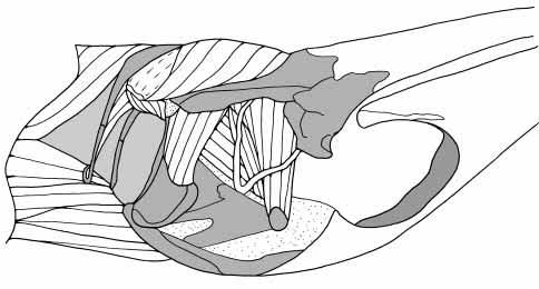 protractor pterygoideus; MPsT, m. pseudotemporalis; MPt, m. pterygoideus; MSCa, m. spinalis capitis. MLPt MPsT laterally, as observed for crocodilians (Cleuren and De Vree, 1992).