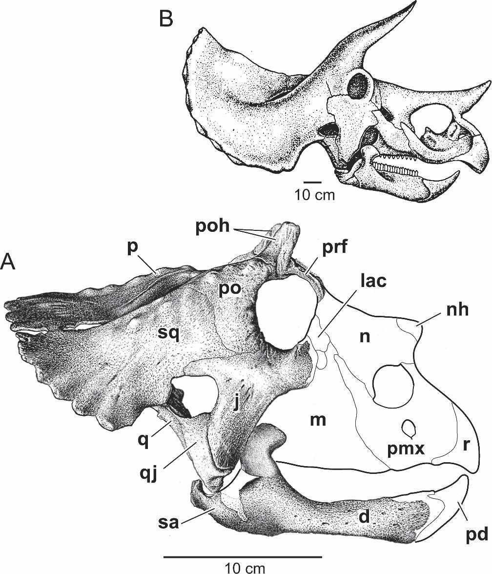 104 JOURNAL OF VERTEBRATE PALEONTOLOGY, VOL. 26, NO. 1, 2006 Parietal The parietal is nearly square (Figs. 2; 3B, E). It measures 124 mm in length along the midline and has a maximum width of 127 mm.