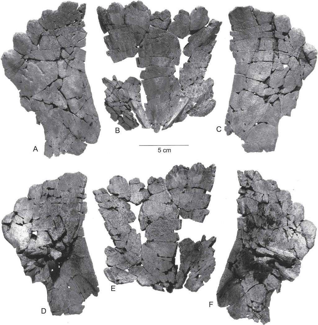GOODWIN ET AL. SMALLEST TRICERATOPS SKULL 105 FIGURE 3. The fill of UCMP 154452, Triceratops, in dorsal (A C) and ventral (D F) views.