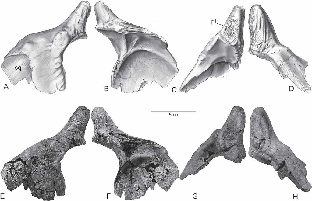 The quadrate expands transversely dorsally, a precursor to the significant dorsal expansion in adult Triceratops (Forster, 1996b).