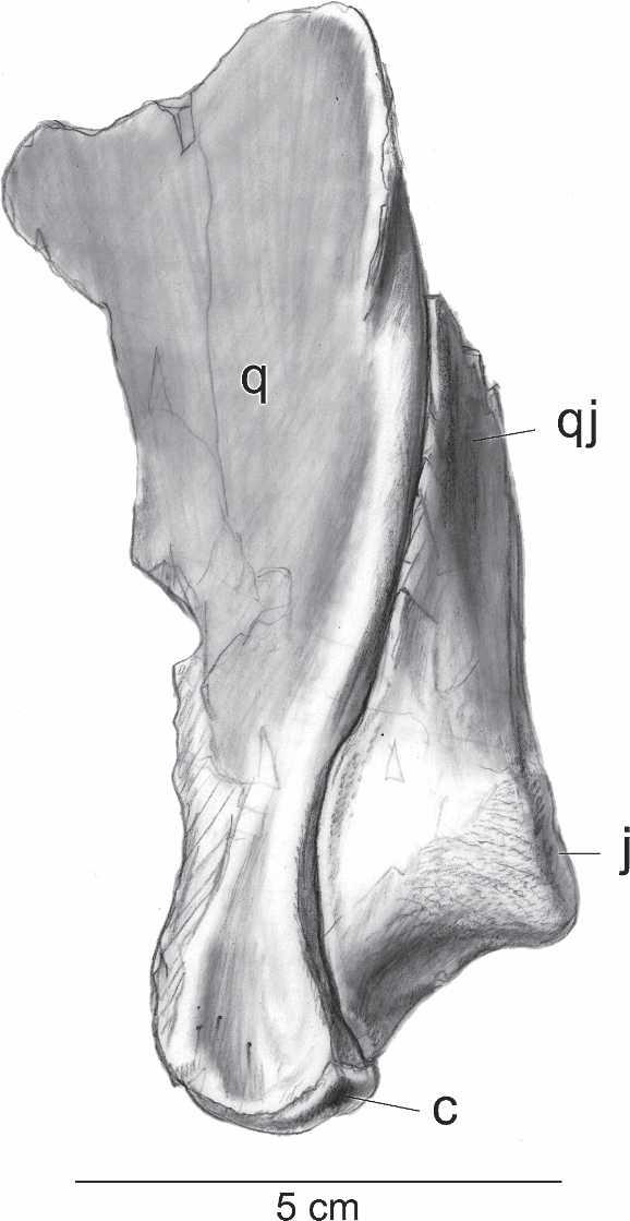 GOODWIN ET AL. SMALLEST TRICERATOPS SKULL 107 FIGURE 7. Right jugal of UCMP 154452, Triceratops, in lateral (A) and medial (B) views.