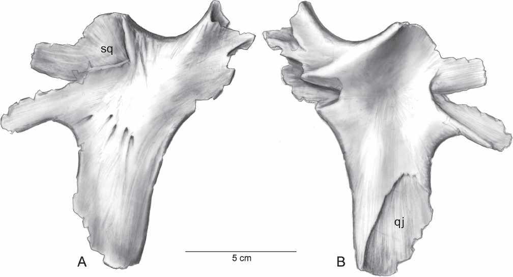 Important differences with the adult ceratopsid braincase in the arrangement and articulation of the basioccipital, exoccipitals, and supraoccipital are noted below.