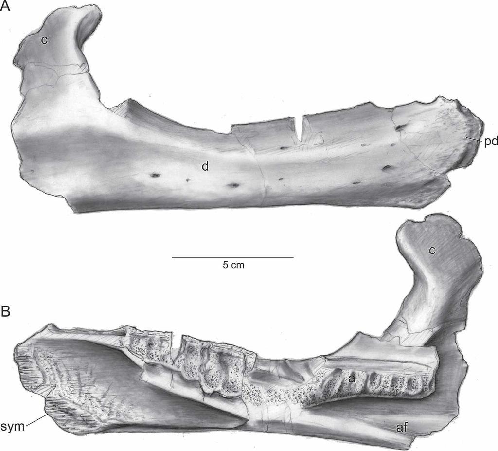 GOODWIN ET AL. SMALLEST TRICERATOPS SKULL 109 FIGURE 11. Right dentary of UCMP 154452, Triceratops, in lateral (A) and medial (B) views. The dental battery occupies a large area of the lower jaw.