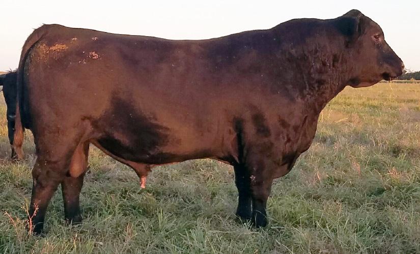 straight-bred Angus, except 4971 2/24/2017 ANGUS for 4977 who is Angus sired 4973 1/30/2017 ANGUS out of a Brangus cow.