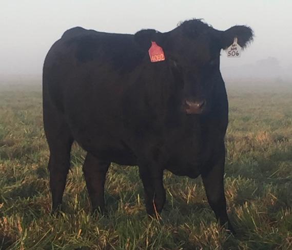 bred by ultrasound to 4086 1/24/2017 ANGUS CROSS Coleman Charlo 0256 and 4170 1/24/2017 ANGUS CROSS carrying bull pregnancies 4956 1/24/2017 ANGUS CROSS that are due 1/24/17.