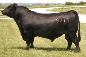 heifers were bred to SAV Brilliance while 5232 was pasture exposed bred to FCC Final Answer or FCC Tarzin. 802 This set of ½ sisters are home raised and out of an Angus bull sired by SS Incentive.