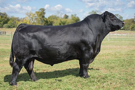 3 G CATTLE COMPANY 901 These home-raised black heifers were all A.I.ed to calve February 6, 2017. Seven of the heifers are bred to the bull Connealy Capitalist 028 while 5040 was A.I.ed to the Red Angus bull LSF Conqueror 0026X.