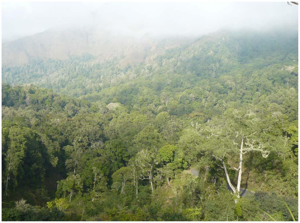 Figure 6. Habitat of Otus jolandae in the foothills of Gunung Rinjani, Sapit, Lombok, August 2008 (Philippe Verbelen). doi:10.1371/journal.pone.0053712.