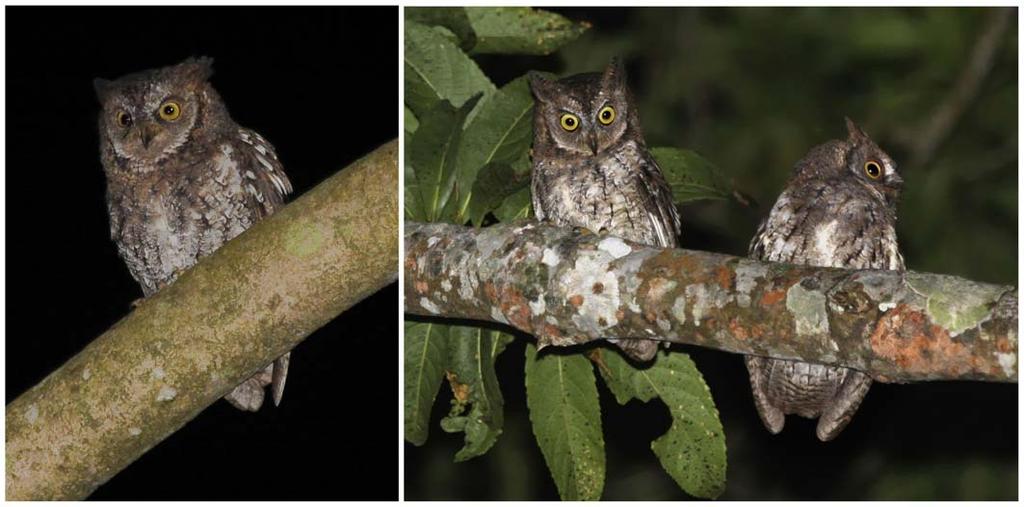 Only a few days later, Ben F. King observed and recorded scops owls on Lombok and independently concluded that their vocalizations differ from those of O. magicus, O. lempiji, O. m. manadensis and other Asian scops owls.