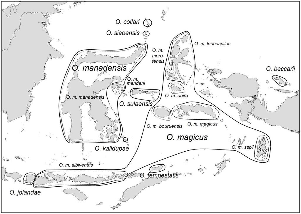 Morphology To identify morphological differences between the Lombok population and other taxa, we examined 115 specimens of 9 taxa in the Otus magicus/o.