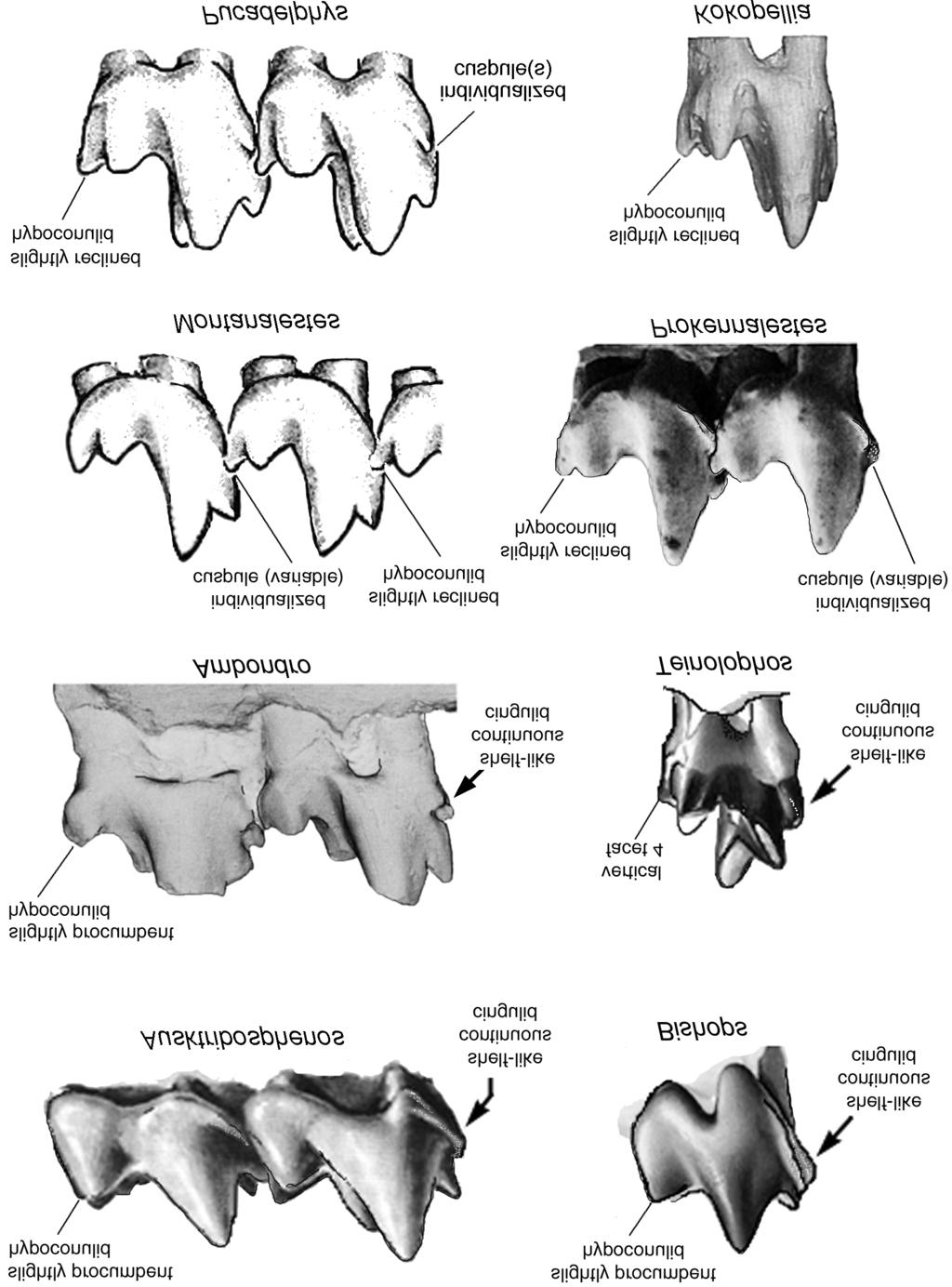 LUO ET AL. PHYLOGENY OF MESOZOIC MAMMALS A B C E G 23 D F H garded herein as the hypoconulid).