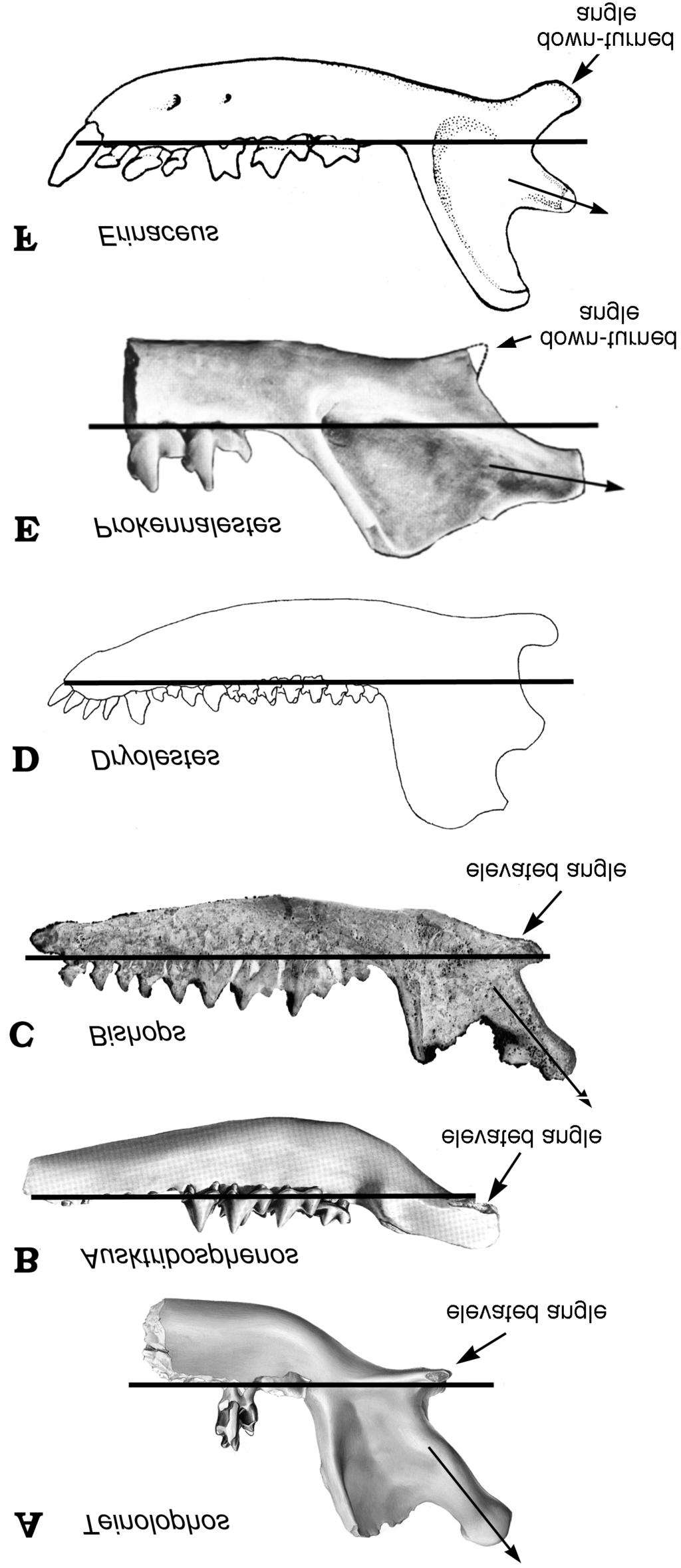 LUO ET AL. PHYLOGENY OF MESOZOIC MAMMALS 27 Fig. 6. Mandibular structure of the monotreme Steropodon (A C), as com pared to that of Ausktribosphenos (D). A. Lateral view (redrawn from a cast provided by Michael Archer).