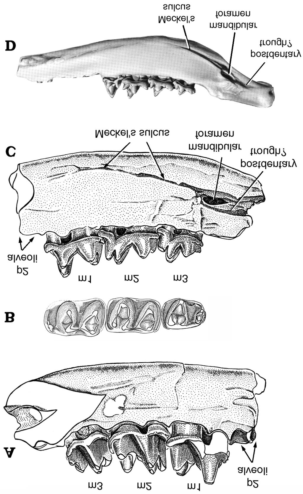 Comparison of mandibular structures among australosphenidan and boreosphenidan mammals. A C. Australosphenidans: The monotreme Tei nolophos (A), Ausktribosphenos (B). Bishops (C). D F.