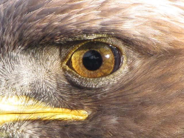 Bird eyes are actually larger than their brains.