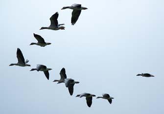 Why some migratory birds fly in formations