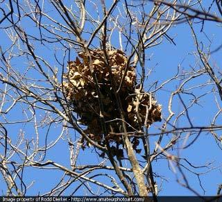 Don t mistake a squirrel s nest (Drey) for a Crows Nest