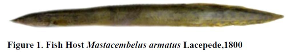 ayodhensis from Amphinuous cuchia (Ham.) at Ayodhya,U.P. and Senga baughui from Rita rita (Ham.) Basti, U.P. India. Bhure et al.