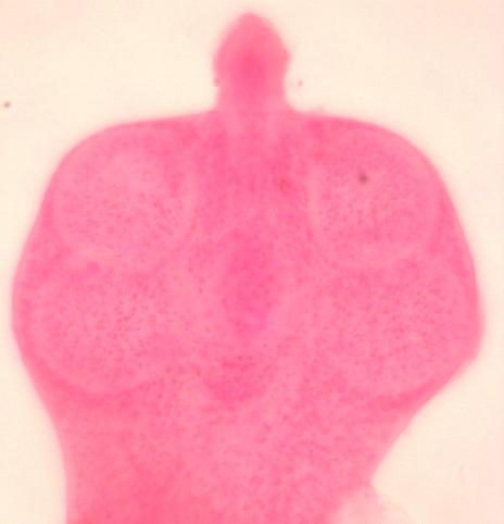 50 J. Parasitol. Vector Biol. (A) (B) (C) (D) Figure 2. Mayhewia Kavini Chishti and Khan, 1982.