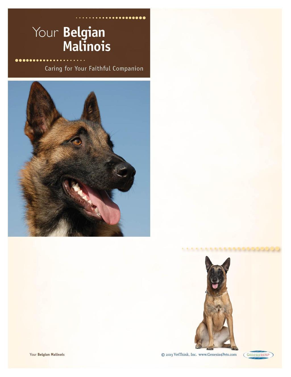 Belgian Malinois: What a Unique Breed! Your dog is special! She's your best friend, companion, and a source of unconditional love.