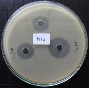 1 Diffusion Test on Mueller Hinton Agar Residue test by MHA at the 1st and 4th after the treatment showed the formation of inhibition zone.
