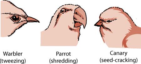 Birds have no teeth but have beaks. There are many different kinds of beaks. All birds have backbones. Birds are not mammals. They do not feed their young on milk but find food to feed their babies.