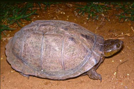 Conservation Biology of Freshwater Turtles and Tortoises: A Compilation Project Pelomedusidae of the IUCN/SSC Tortoise Pelusios and Freshwater sinuatus Turtle Specialist Group 036.1 A.G.J. Rhodin, P.
