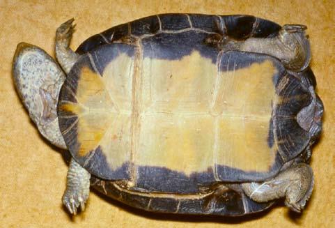036.2 Conservation Biology of Freshwater Turtles and Tortoises Chelonian Research Monographs, No. 5 Figure 2. Pelusios sinuatus, adult female from Mpumalanga, South Africa. Photo by R.C. Boycott.