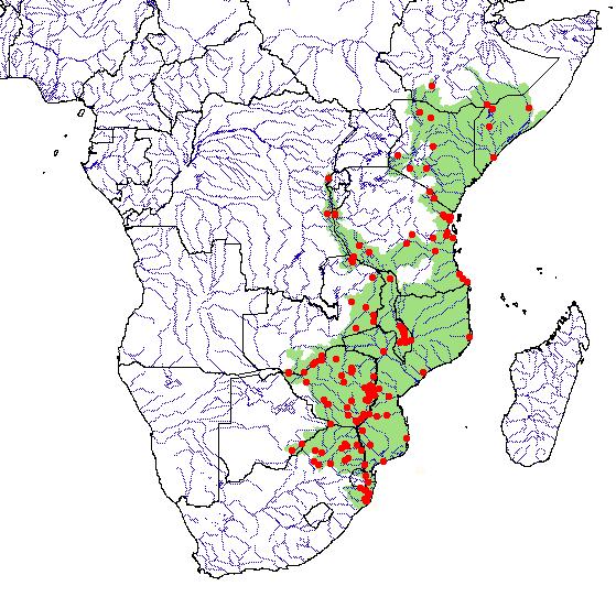 Pelomedusidae Pelusios sinuatus 036.3 Figure 5. Distribution of Pelusios sinuatus in Africa.