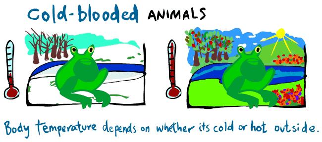 Cold-blooded animals, like reptiles, amphibians, and fish, become hotter and colder, depending on the