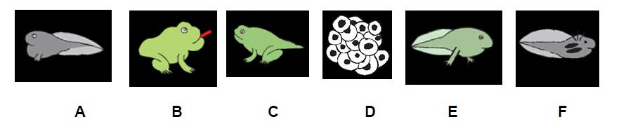 Put in order the cartoons below and write what does it represent Unit 5 y 6. Animals Science 1º ESO MAMMALS 1.