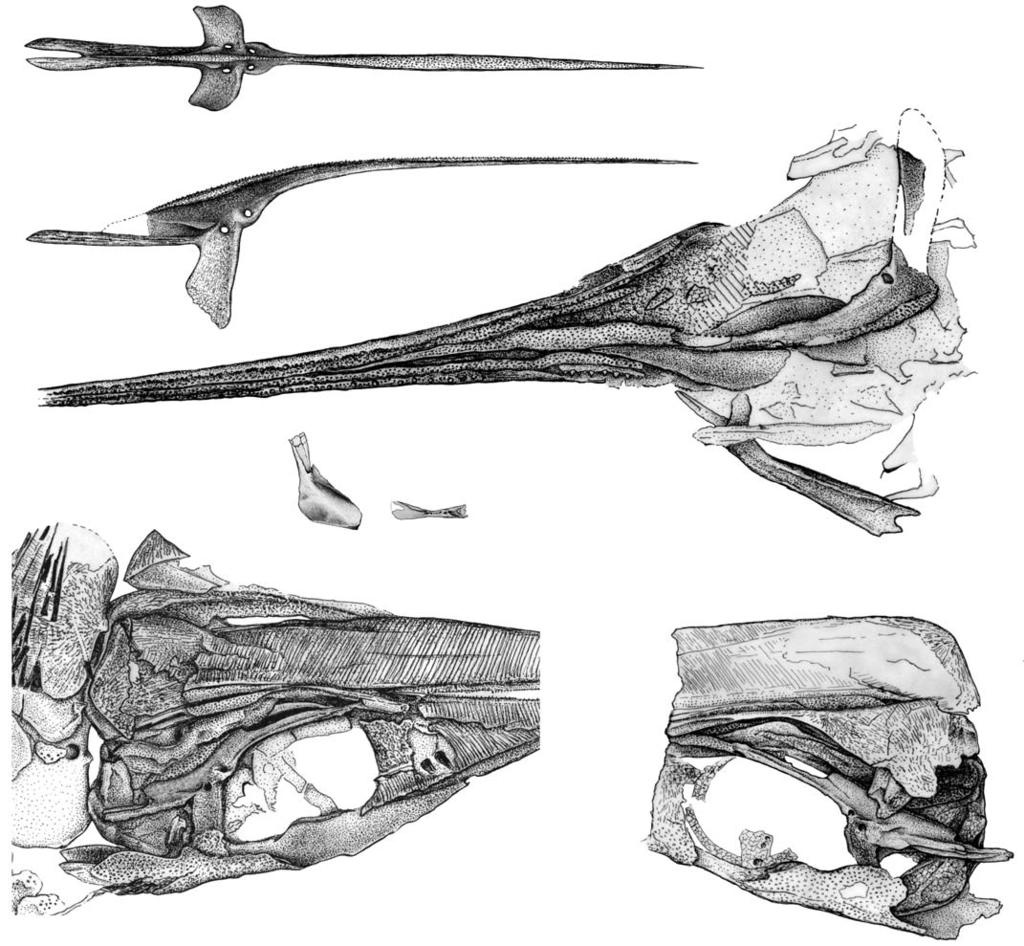 590 ACTA PALAEONTOLOGICA POLONICA 56 (3), 2011 Fig. 6. Line drawings of saurichthyid fish Sinosaurichthys longipectoralis gen. et sp. nov.