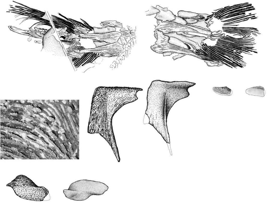 WU ET AL. MIDDLE TRIASSIC SAURICHTHYID FISHES FROM CHINA 591 Fig. 7. Saurichthyid fish Sinosaurichthys longipectoralis gen. et sp. nov.