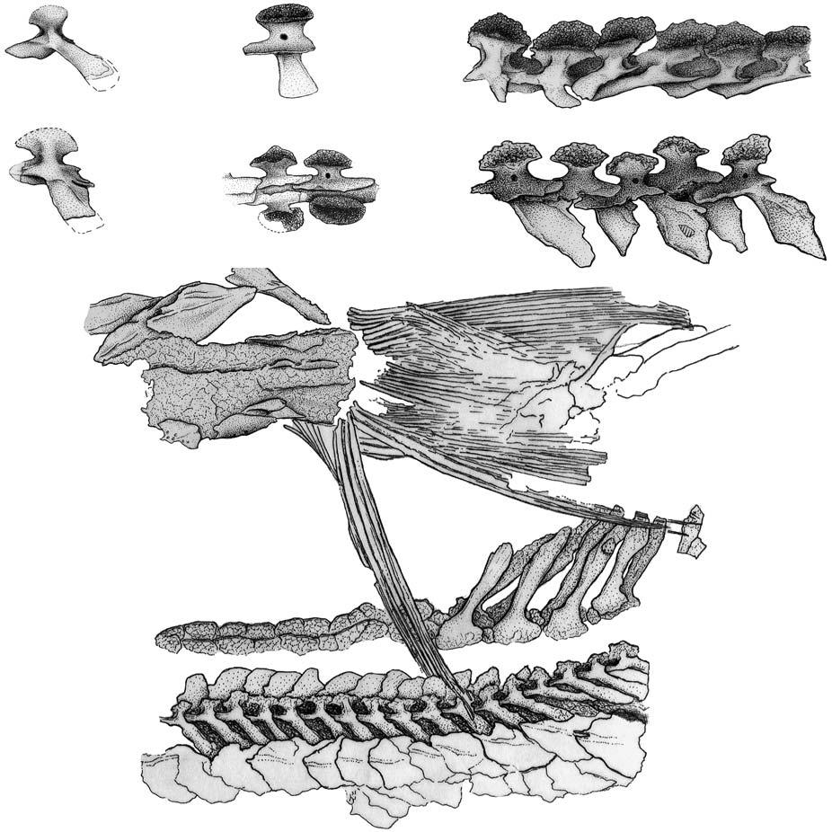 WU ET AL. MIDDLE TRIASSIC SAURICHTHYID FISHES FROM CHINA 593 Fig. 8. Line drawings of saurichthyid fish Sinosaurichthys longipectoralis gen. et sp. nov.