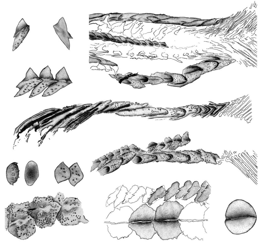594 ACTA PALAEONTOLOGICA POLONICA 56 (3), 2011 Fig. 9. Line drawings of saurichthyid fish Sinosaurichthys longipectoralis gen. et sp. nov.